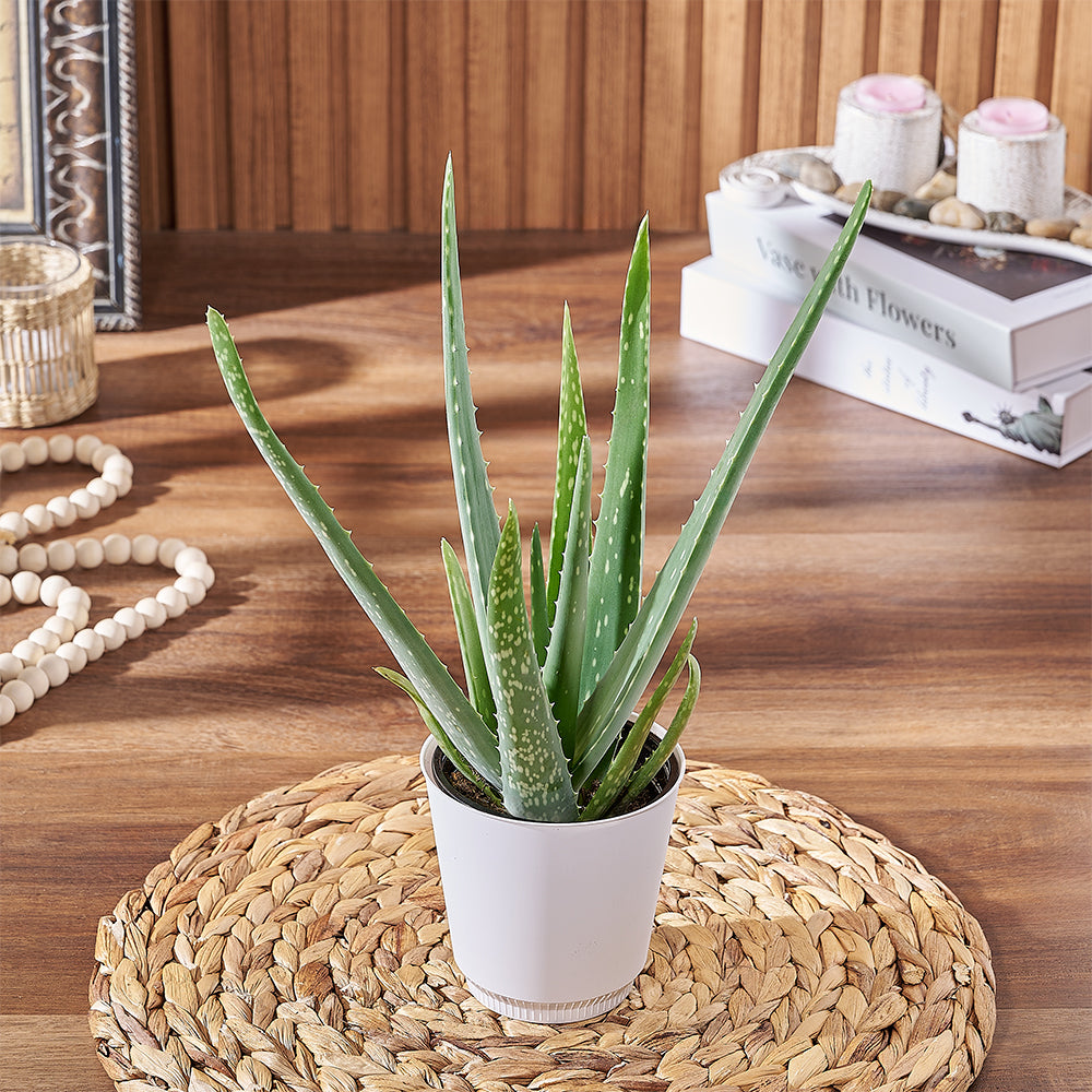 Classic Aloe Vera Succulent Plant – how the gift is presented