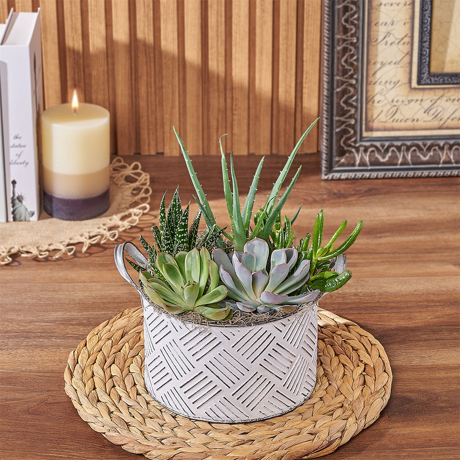 With the Generous Succulent Gift, enjoy a beautiful and vibrant plant gift that is sure to brighten up any space, New Jersey delivery