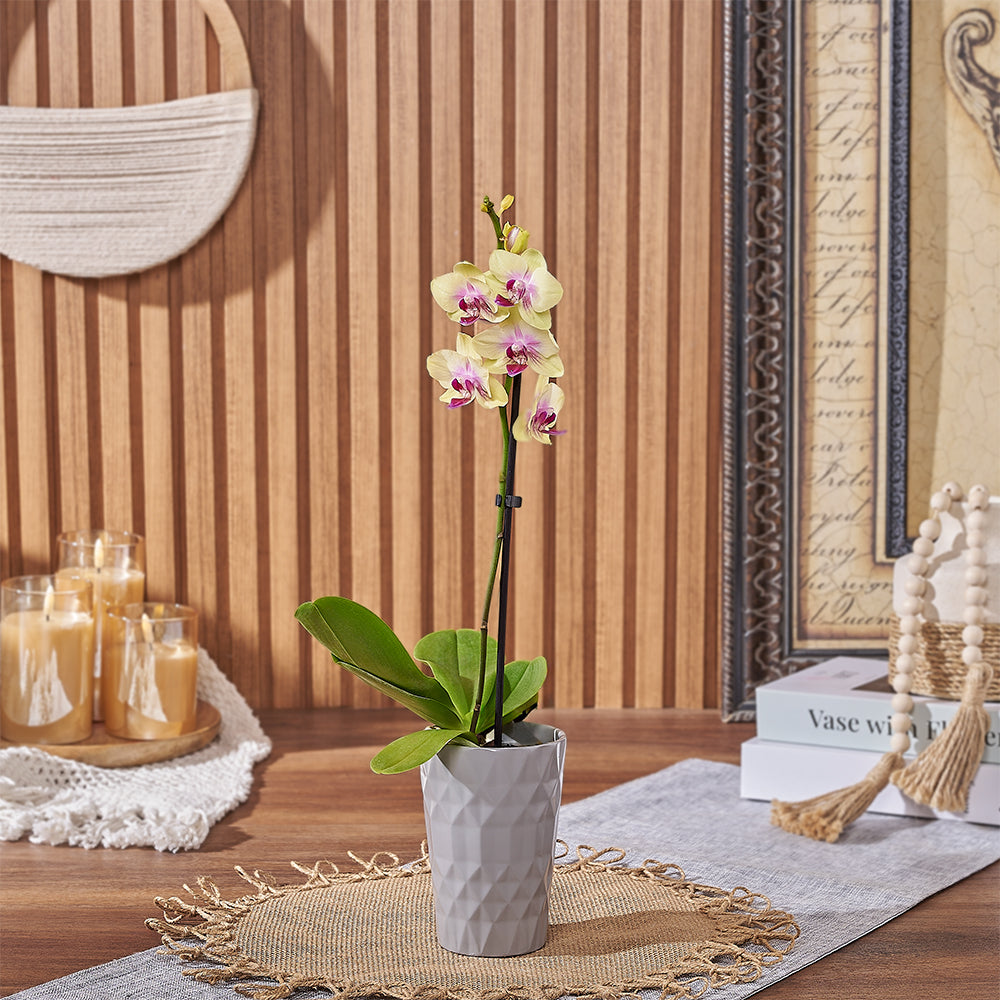 Deluxe Mini Yellow Orchid Plant in Contemporary Ceramic Planter – how the gift is presented