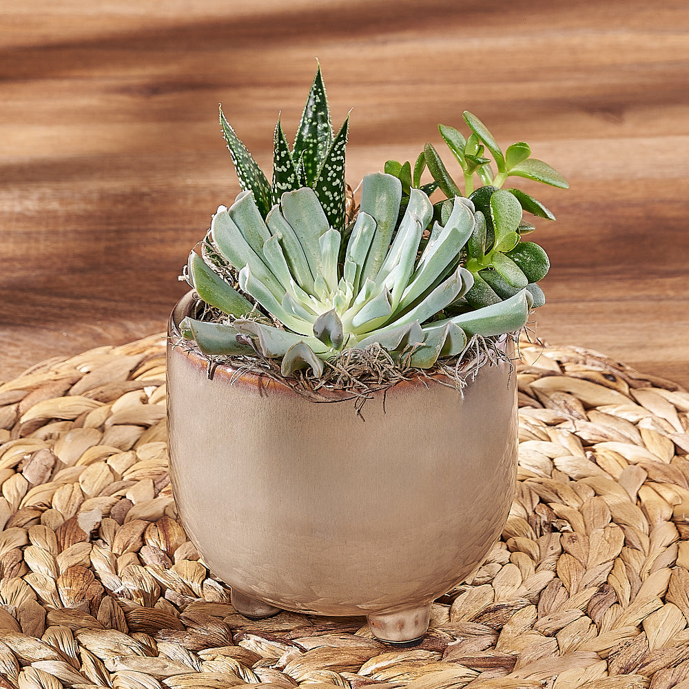 Eco-Friendly Trio Succulent Potted Plant – how the gift is presented