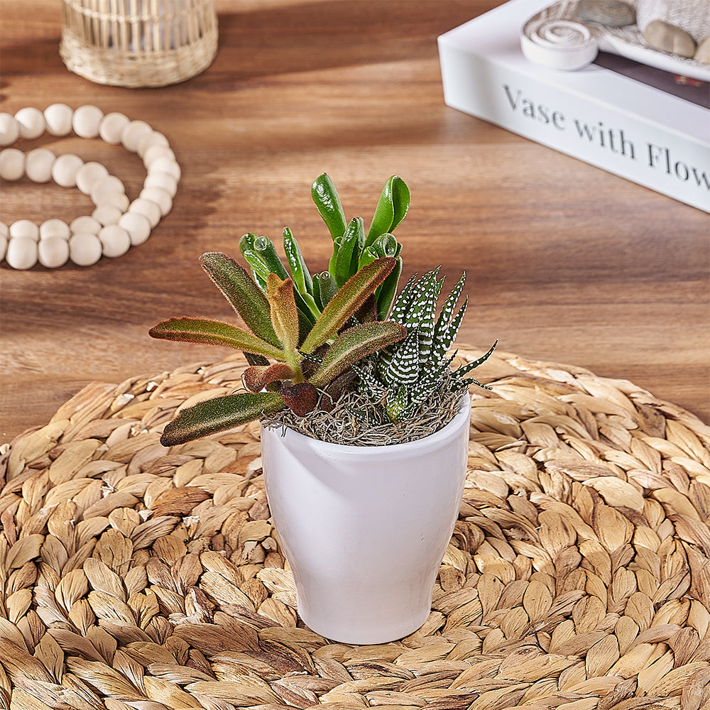 Succulent Plant Gift in Pot – how the gift is presented