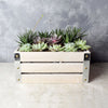 Amesbury Succulent Crate from New Jersey Baskets - New Jersey Delivery