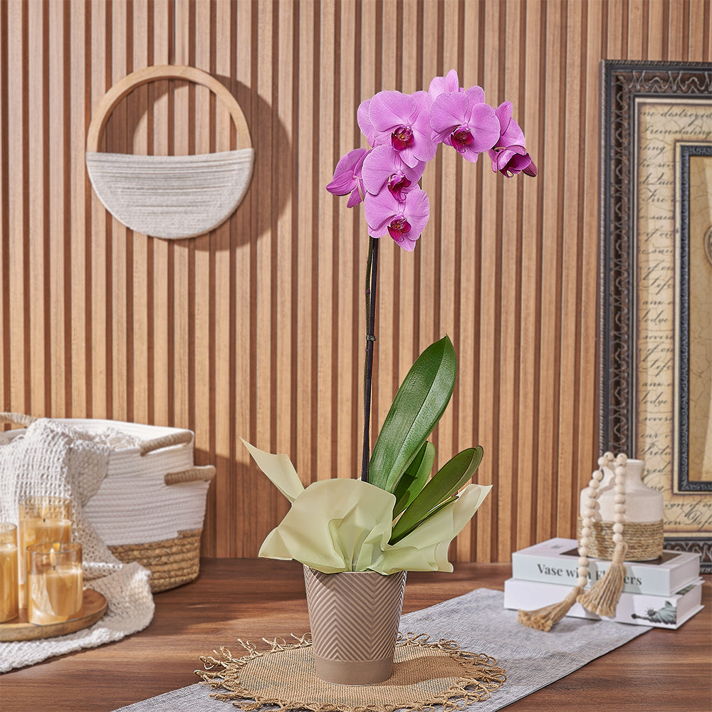 Blooming Orchid Plant – how the gift is presented