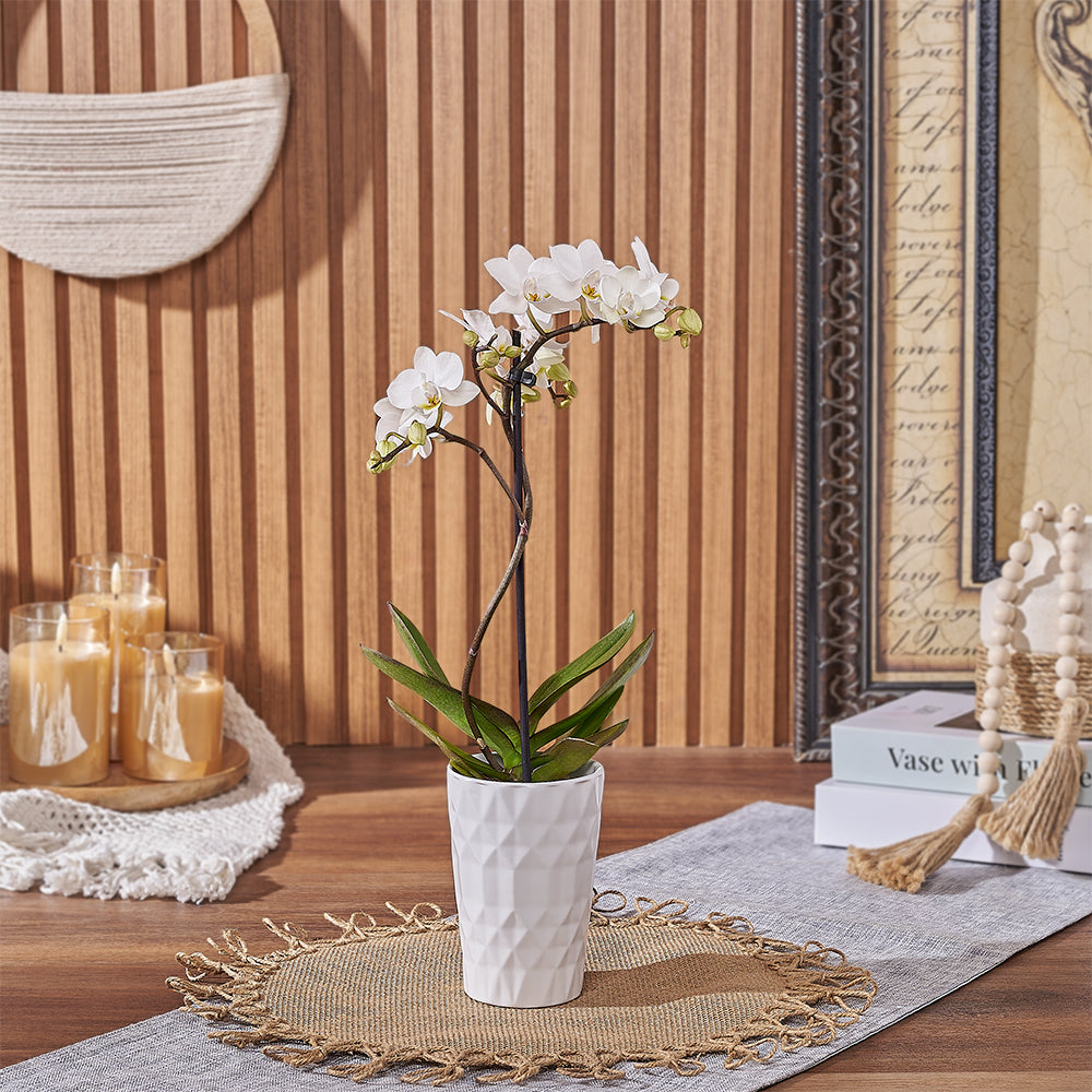 Premium White Orchid Plant in Decorative Ceramic Pot – how the gift is presented