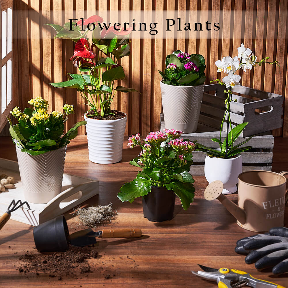 Potted Plants