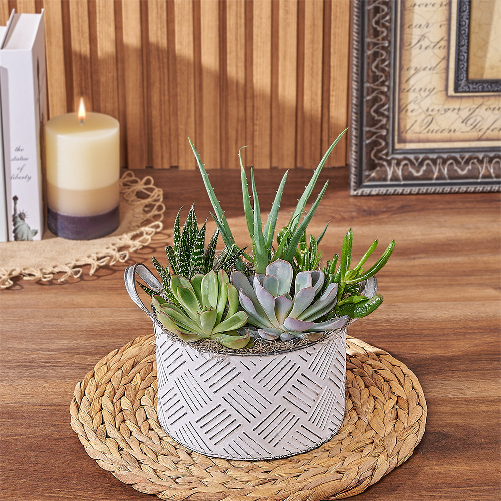 With the Generous Succulent Gift, enjoy a beautiful and vibrant plant gift that is sure to brighten up any space, New Jersey delivery