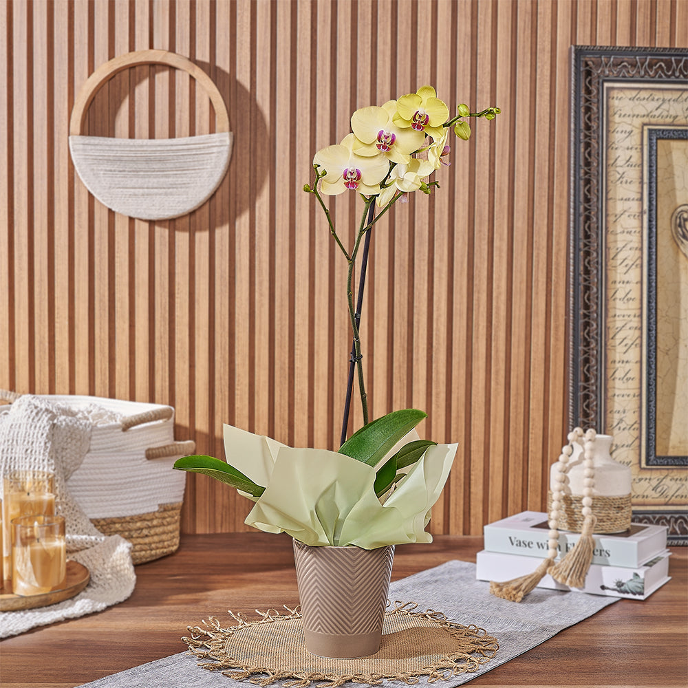 Indoor Yellow Orchid Plant – how the gift is presented