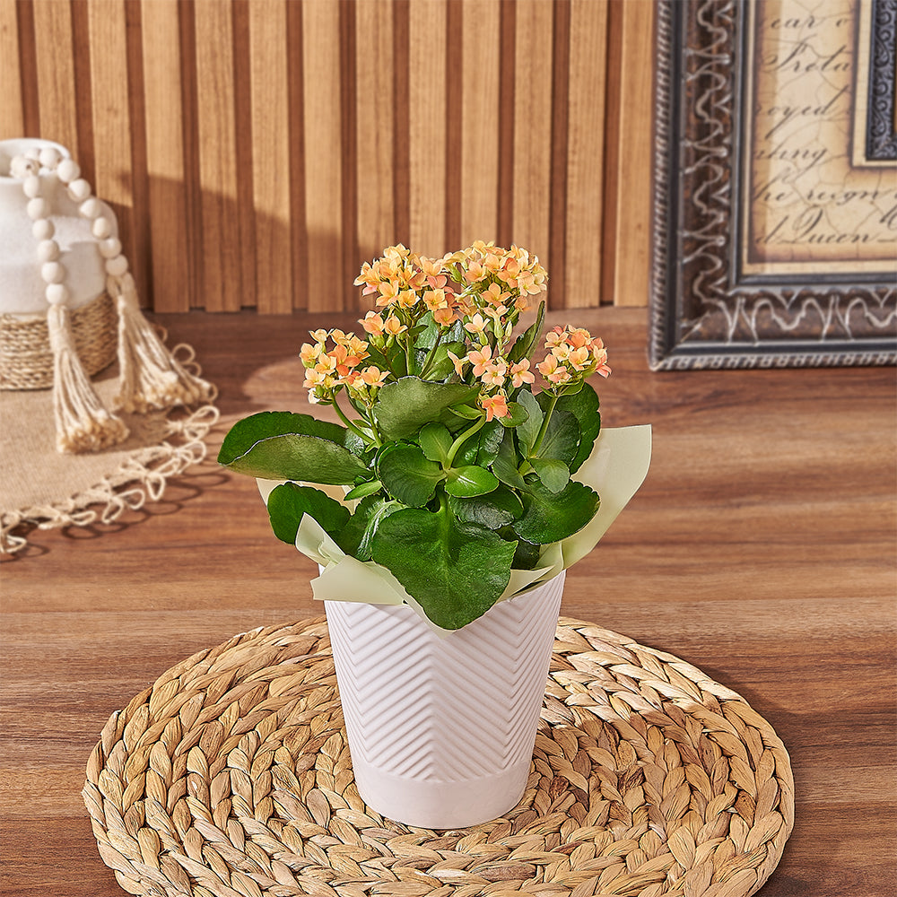 Blooming Kalanchoe Plant Gift – how the gift is presented