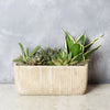 Indoor Succulent Garden from New Jersey Baskets - New Jersey Delivery