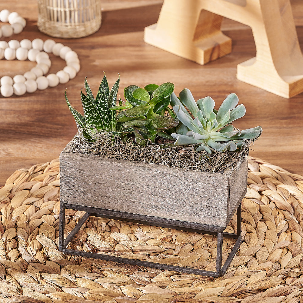 Indoor Succulent Garden, plant gift, plant, succulent gift, succulent, New Jersey delivery