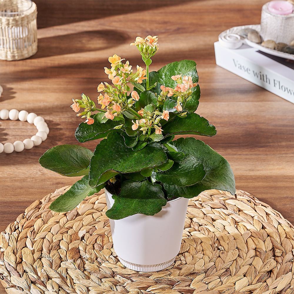 Deluxe Kalanchoe Indoor Plant – how the gift is presented