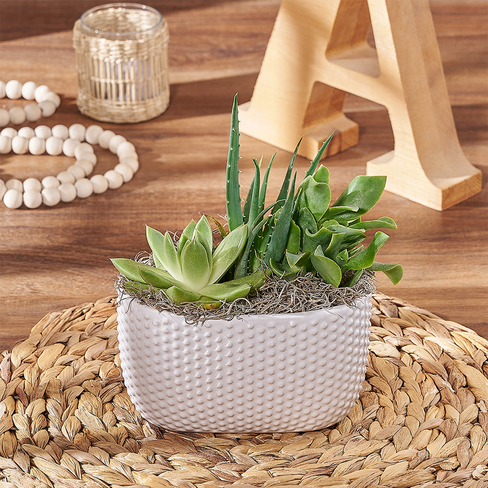 Narrow Succulent Garden Planter – how the gift is presented