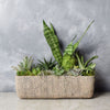 Little Oasis Succulent Garden from New Jersey Baskets - New Jersey Delivery