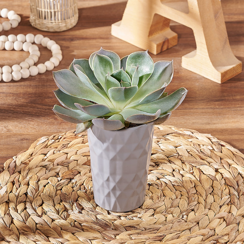 Modern Potted Succulent, plant gift, plant, succulent gift, succulent, New Jersey delivery