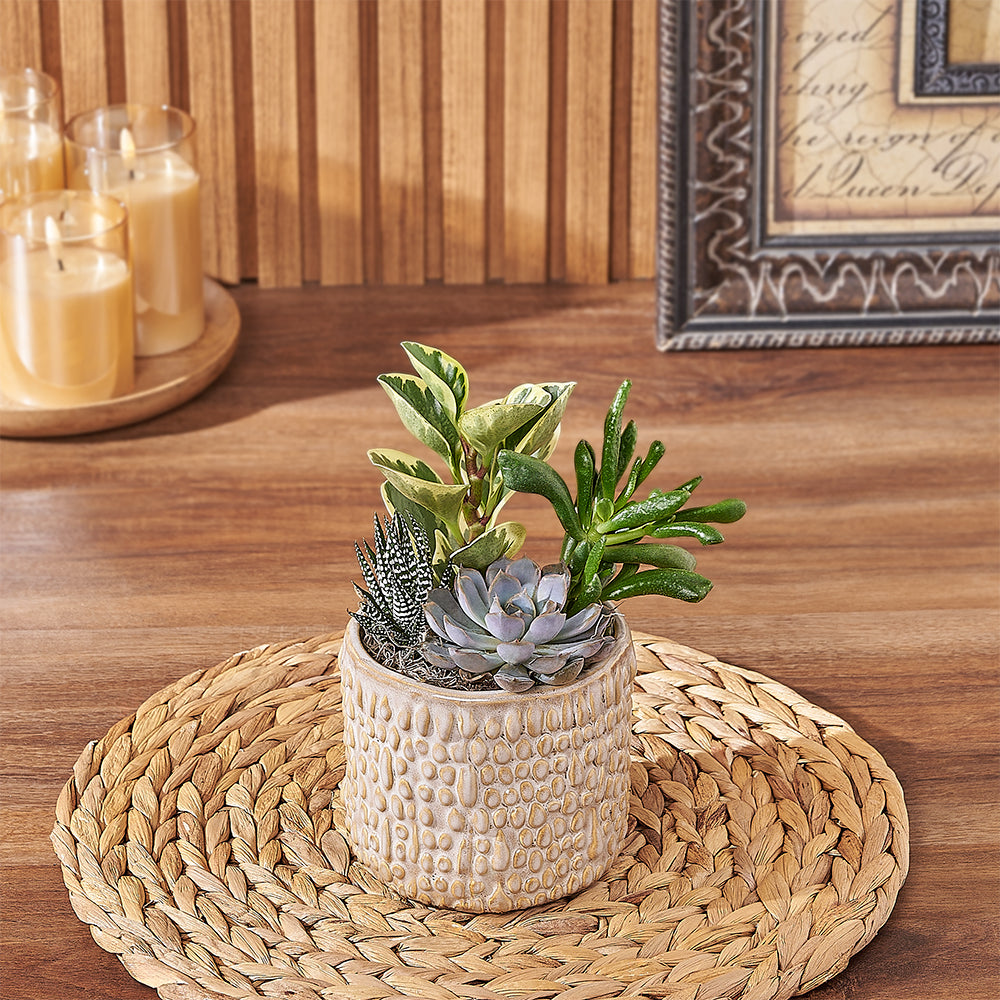 Natural Succulent Plant Planter with Organic Texture – how the gift is presented