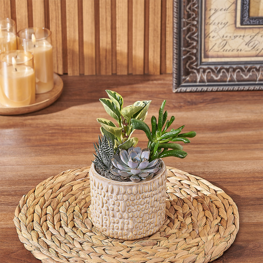 Natural Succulent Plant Gift, plant gift, plant, succulent gift, succulent, New Jersey delivery 