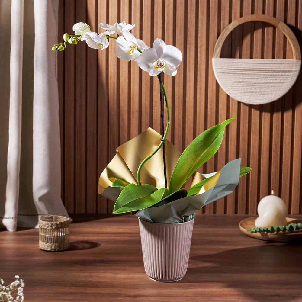 White Phalaenopsis Orchid Plant in Stylish Ceramic Pot – how the gift is presented