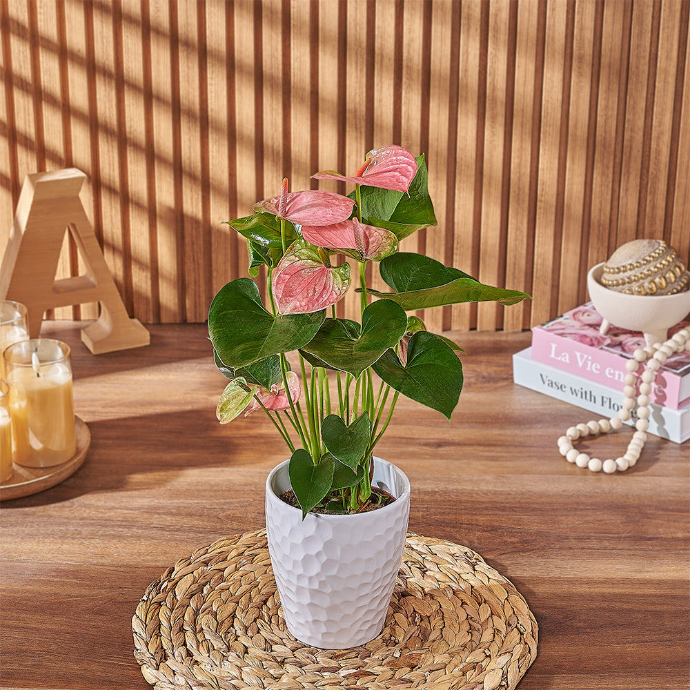 Textured White Planter with Pink Anthurium – how the gift is presented