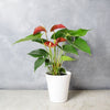 Potted Anthurium Plant from New Jersey Baskets - New Jersey Delivery