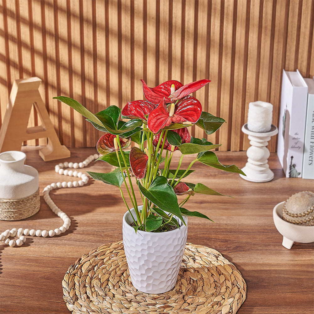 Potted Anthurium Plant, plant gift, plant, floral gift, floral, New Jersey delivery
