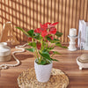 Potted Anthurium Plant, plant gift, plant, floral gift, floral, New Jersey delivery