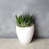 Potted Succulent Trio from New Jersey Baskets - New Jersey Delivery