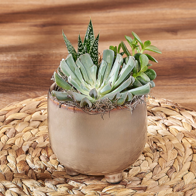 Potted Succulent Trio, plant gift, plant, succulent gift, succulent, New Jersey delivery