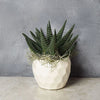 Potted Zebra Plant Succulent from New Jersey Baskets - New Jersey Delivery
