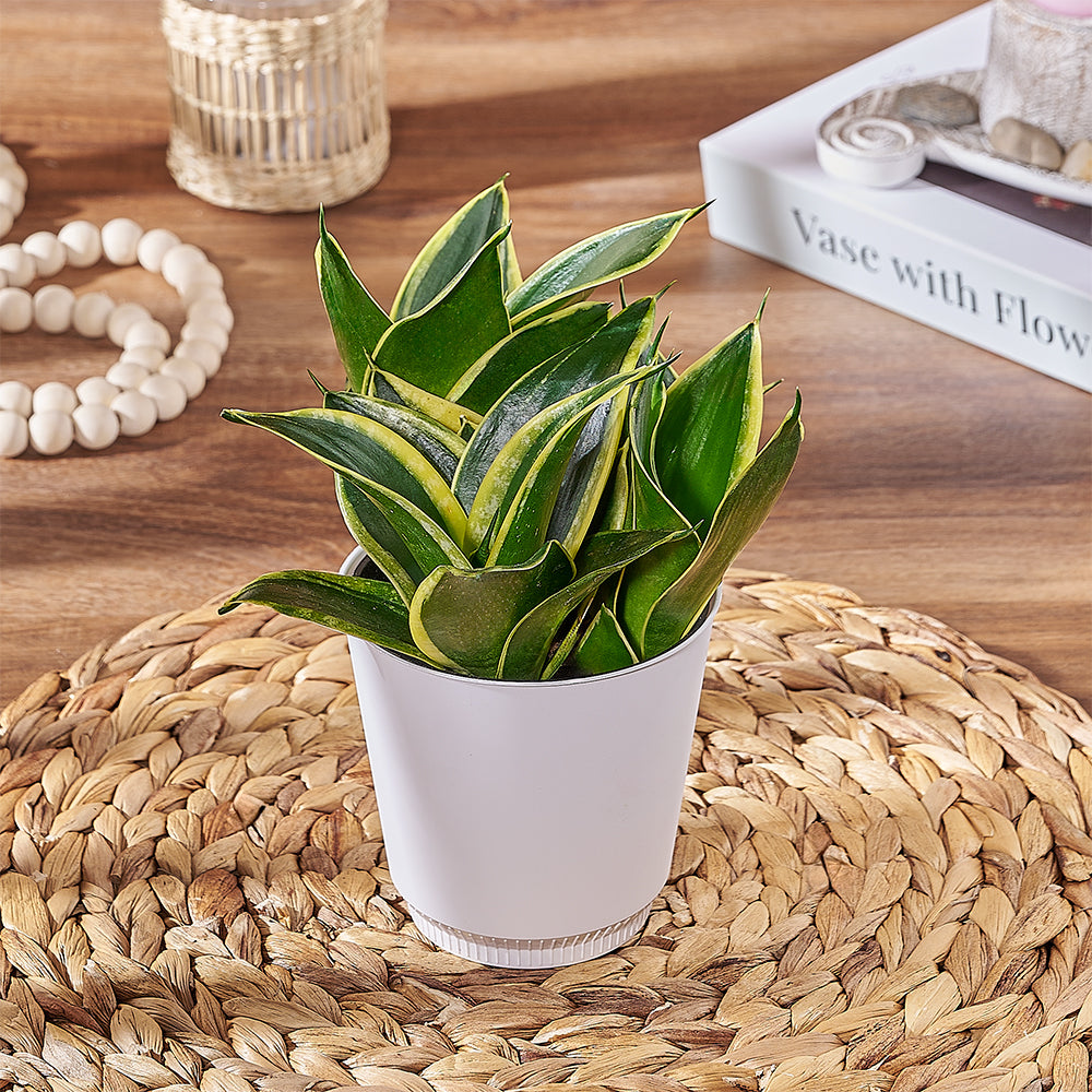 Sansevieria Potted Plant – how the gift is presented