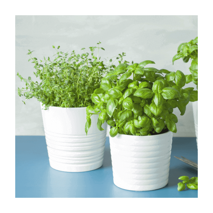 Seasonal Plants from New Jersey Baskets - New Jersey Delivery