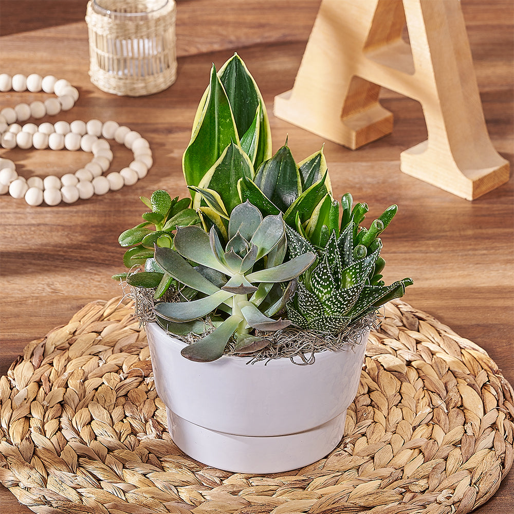 Sansevieria and Succulent Garden – how the gift is presented