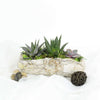 Succulent Rock Garden from New Jersey Baskets - New Jersey Delivery