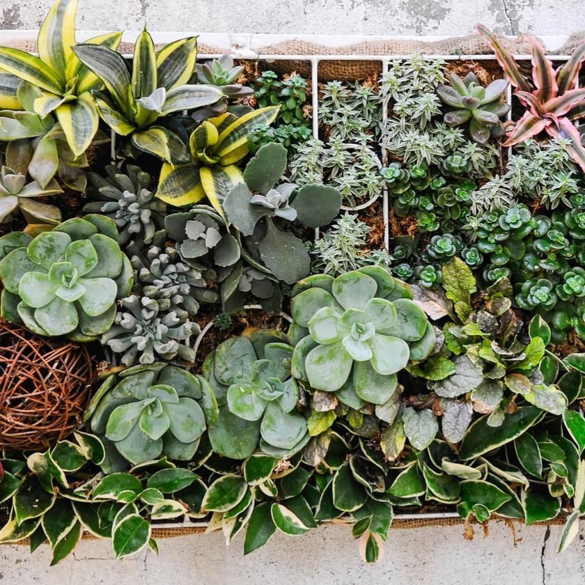 Succulents &amp; Cacti From New Jersey Baskets - New Jersey  Delivery