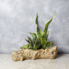Succulent Log Garden from New Jersey Baskets - New Jersey Delivery