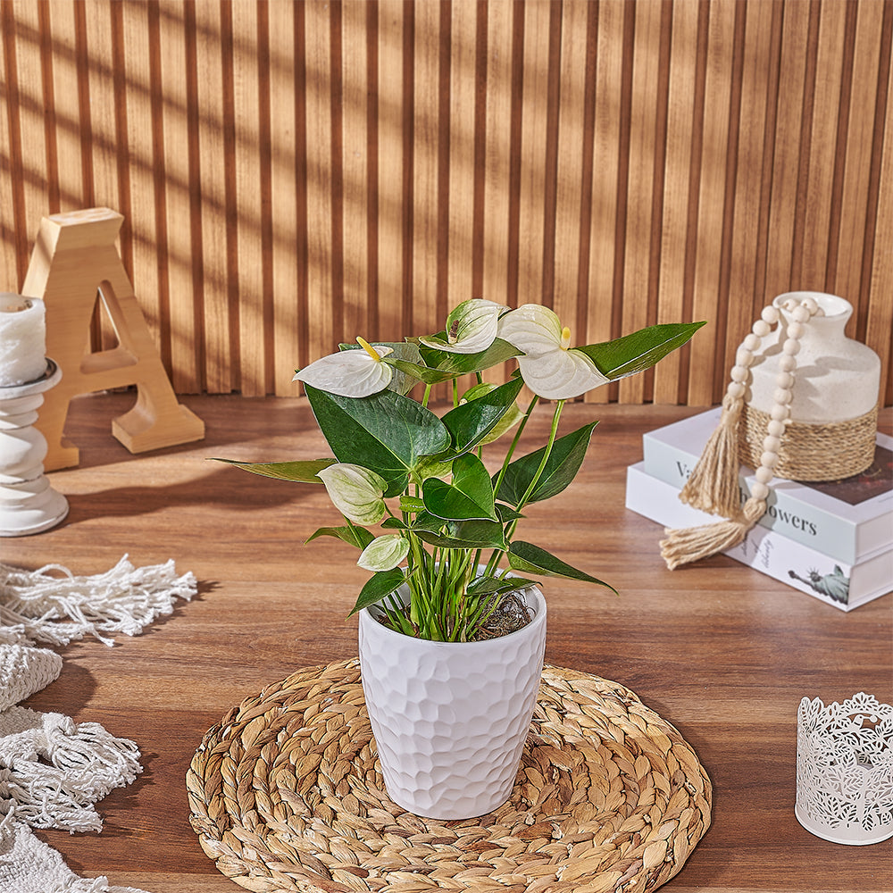 Anthurium White Plant in Pot – how the gift is presented