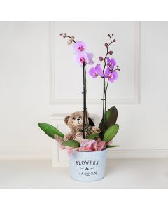 Potted Orchids and Bear, gourmet gift baskets, floral gift baskets, Valentine's Day gifts, gift baskets, romance
