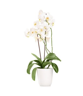 Pearl Essence Exotic Orchid Plant
