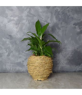 Oakridge Cast Iron Plant Gift, floral gift baskets, gift baskets, succulent gift baskets