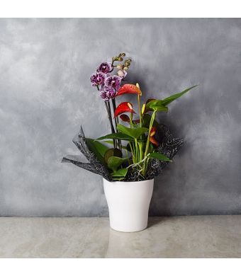 Orchid & Anthurium Gift Set, floral gift baskets, gift baskets, potted plant gift baskets

