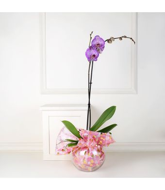 Orchid and Vase, floral gift baskets, Valentine's Day gifts, gift baskets, romance
